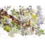 Bird 9867 Print by Chamira Young-71200091-71200092