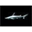 Shovelhead Shark Framed Photographic Print Canvas