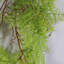 100cm Faux Plant-65743088