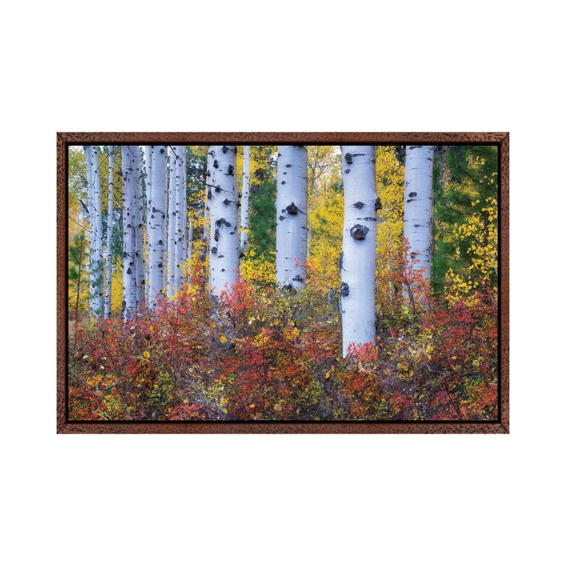 Aspen Colour by Dennis Frates - Print on Canvas, Classic Brown Wood Framed, 66.04cm H x 101.6cm W x 3.81cm D