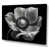 Wrapped Canvas