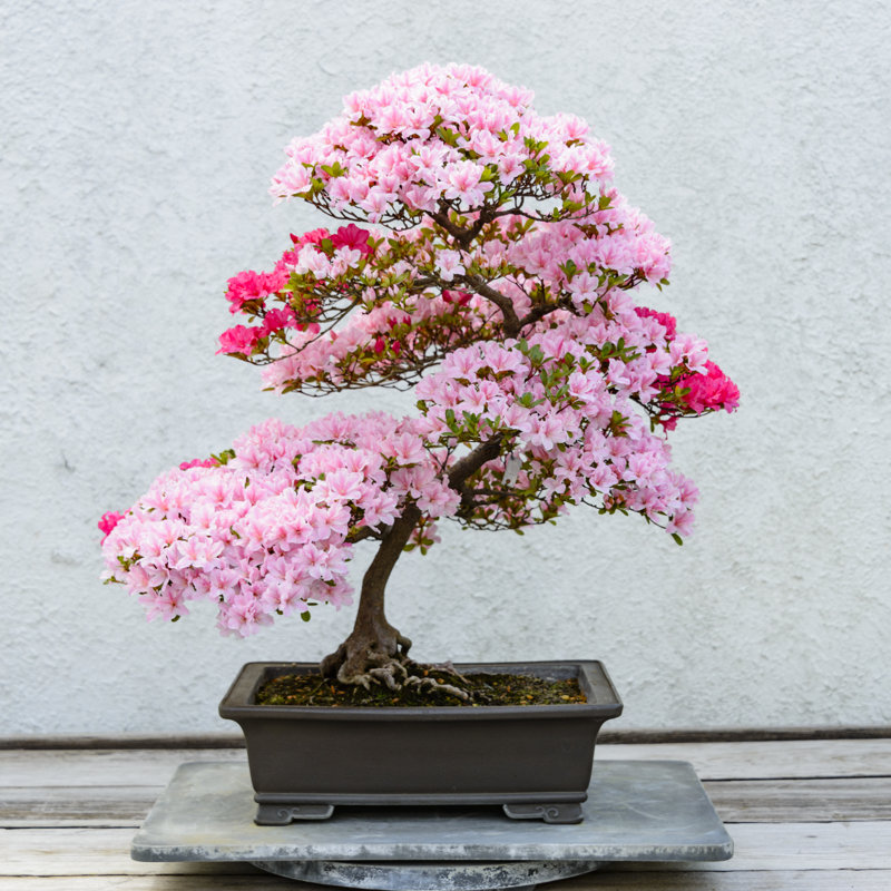 Azalea Bonsai Tree - Wrapped Canvas Print, 122cm H x 122cm W