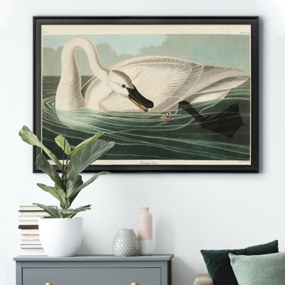 " Trumpeter Swan "