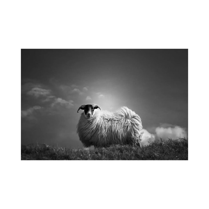 Le Fluff by Dorit Fuhg - Wrapped Canvas Print, 20.32 cm H x 30.48 cm W