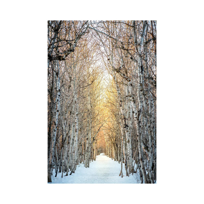 «Birchwood Winter Alley» par Nik Rave - reproduction de photo sur toile tendue, H 26 po x l 18 po x P 1,5 po
