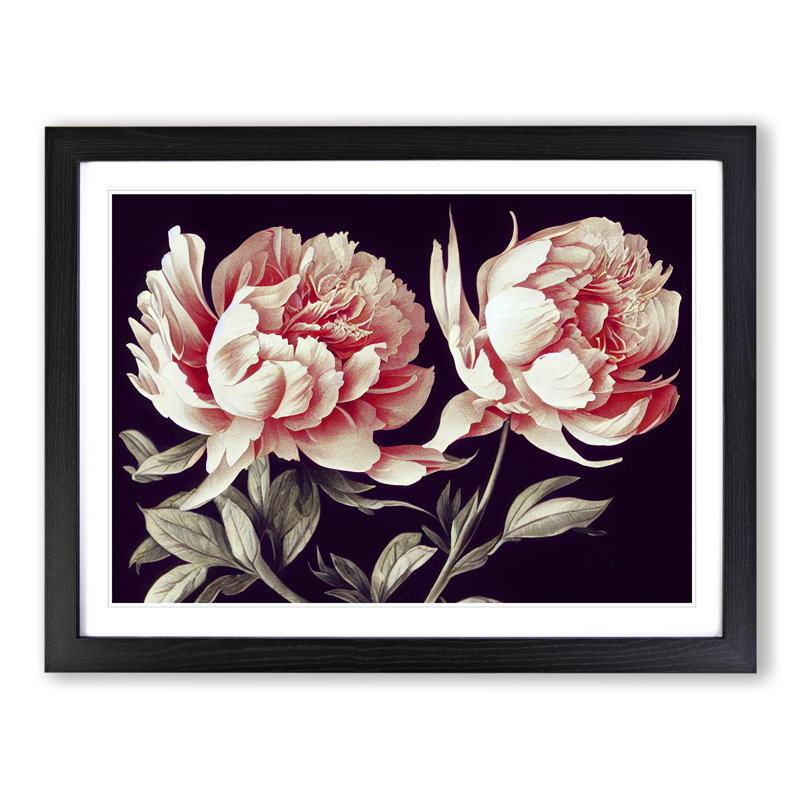 Flawless Peony Flowers - Single Picture Frame Print, 46cm H x 64cm W x 2cm D, Black