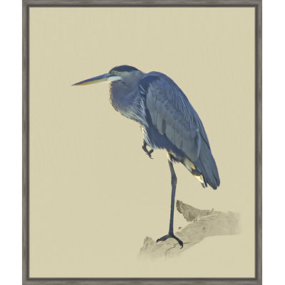 «Great Blue Heron», impression encadrée