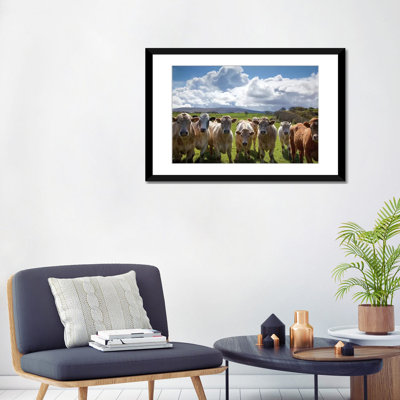 " Curious Cattle, County Sligo, Ireland " by Gareth McCormack