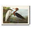 « Pl 256 Purple Heron », reproduction d’art sur toile tendue-805752724