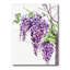 Branches de glycines mauves - reproduction sur toile-59708484-59708488