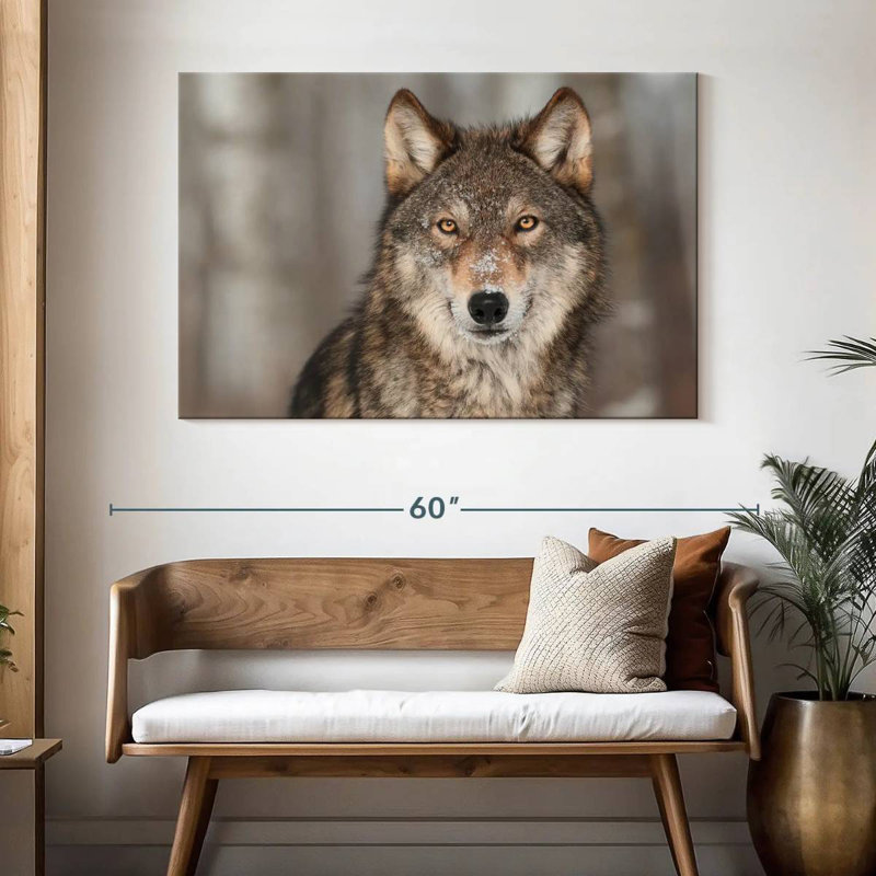 Loup gris Brampt, H 32 po x l 48 po