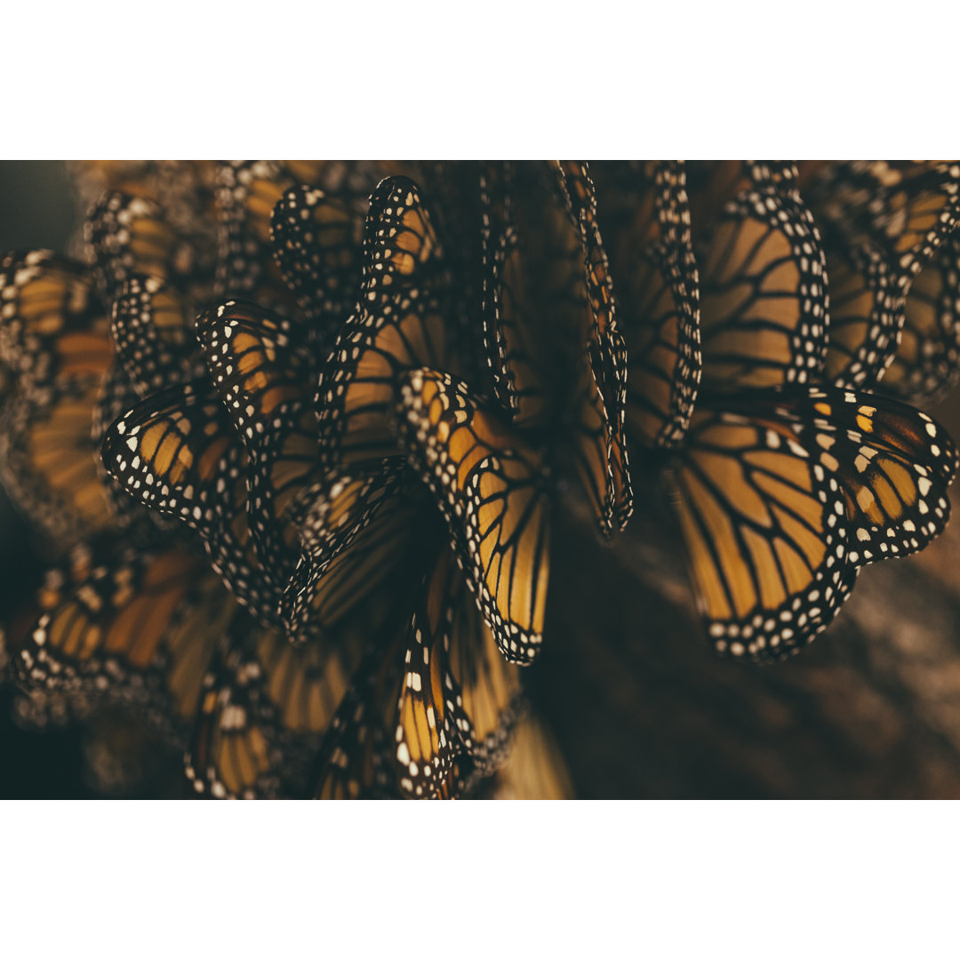 Monarch Schmetterling Migration von Mmeemil - Leinwanddrucke auf Leinwand