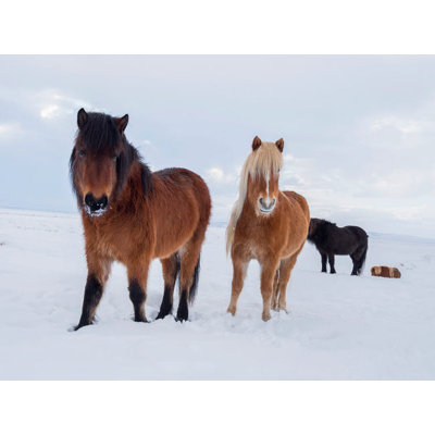 Cheval Islandais dans la neige fraîche, il est la race traditionnelle de l'Islande et trace son origine jusqu'aux chevaux des vieux Vikings