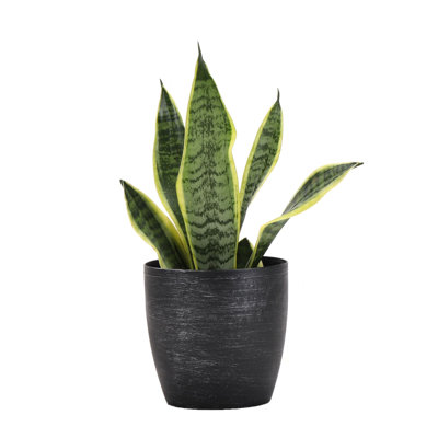 Live Laurentii Snake Plant in Classic Pot