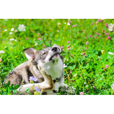 The Dog Itches by Sergey Granev - Wrapped Canvas Print