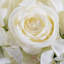 Jets rose et hortensia-381140276