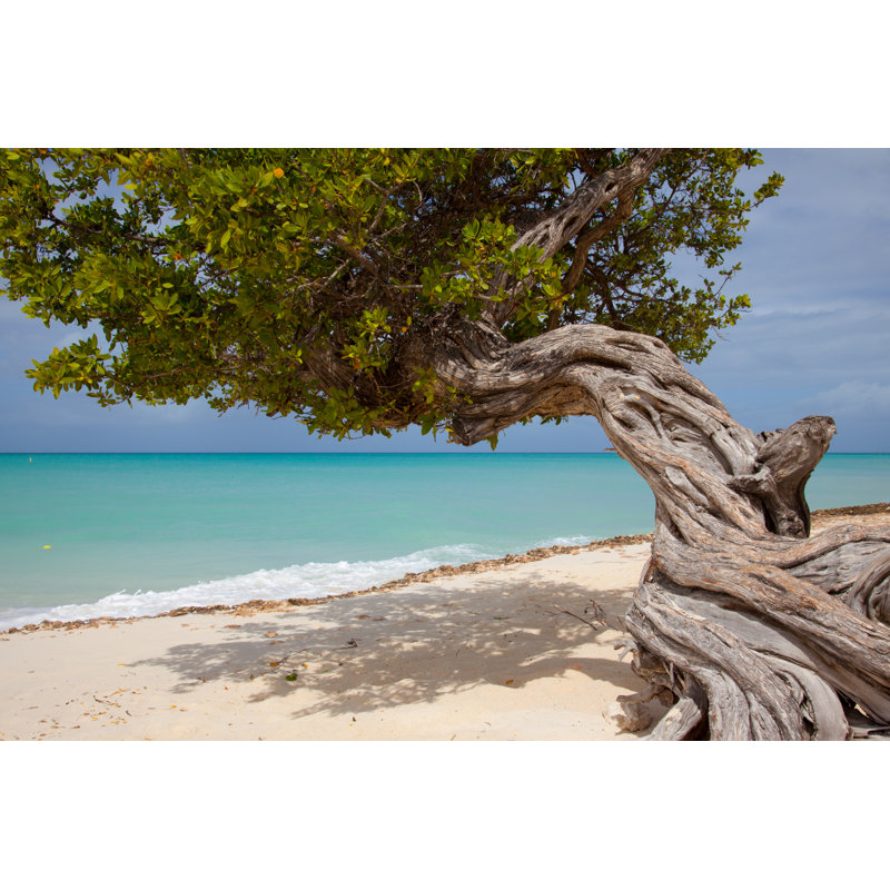 Divi Tree Aruba par Robfordp photography - photographie sur toile tendue, L 12 po x H 8 po