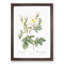 White Rose of York by Pierre-Joseph Redoute - Picture Frame Art Prints-55612545-55612546
