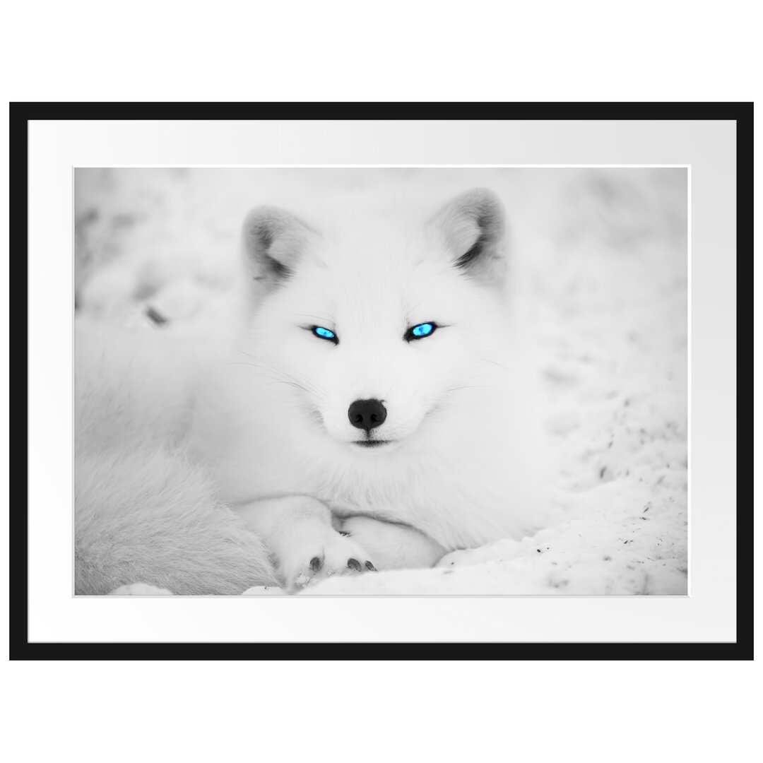 Gerahmtes Poster Polarfuchs mit strahlenden Augen