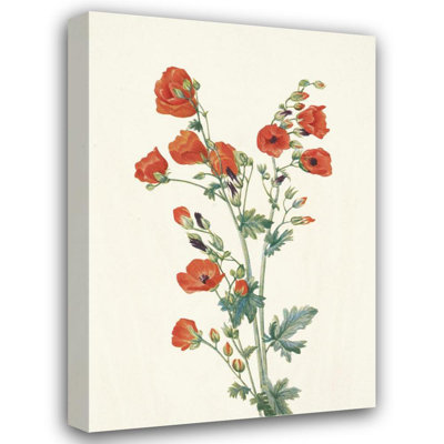 "Scarlet Globe-Mallow. Sphaeralcea Grossulariaefolia" by  Mary Vaux Walcott - Gallery Wrap Canvas Wall Art