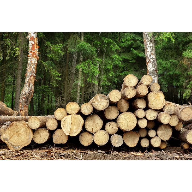 Logs In Forest by AVNphotolab - Wrapped Canvas Print, 30cm H x 46cm W
