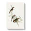Shining Cuckoos by Elizabeth Gould - Wrapped Canvas Painting-55318812