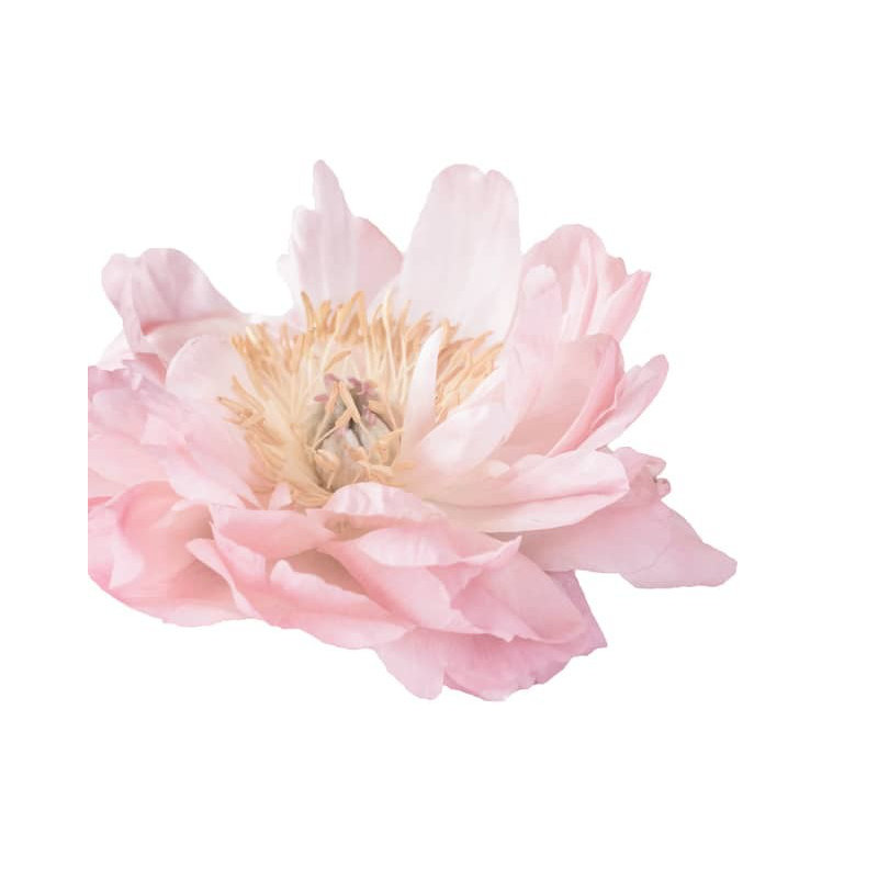 Adhésif décoratif fleur de pivoine