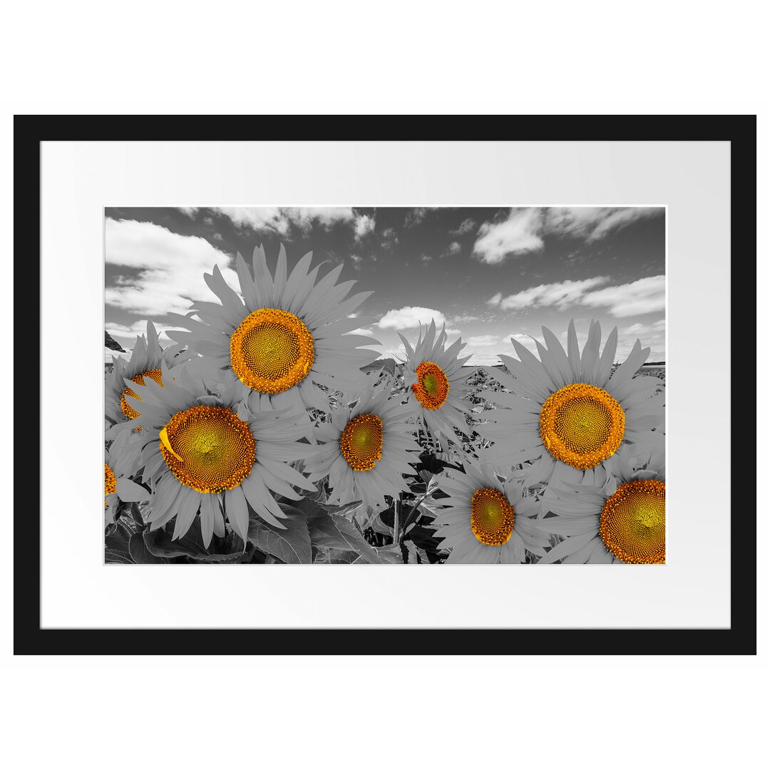 Gerahmtes Poster Tolles Sonnenblumenfeld