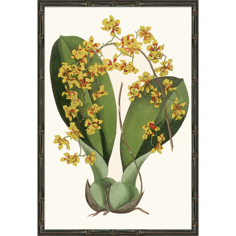 Yellow Orchids Giclee Print