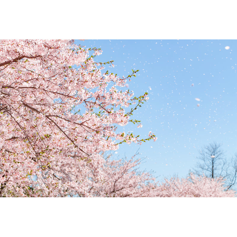A Flurry of Cherry Blossoms 1 Piece Wrapped Canvas Wall Art, 20.32cm H x 30.48cm W