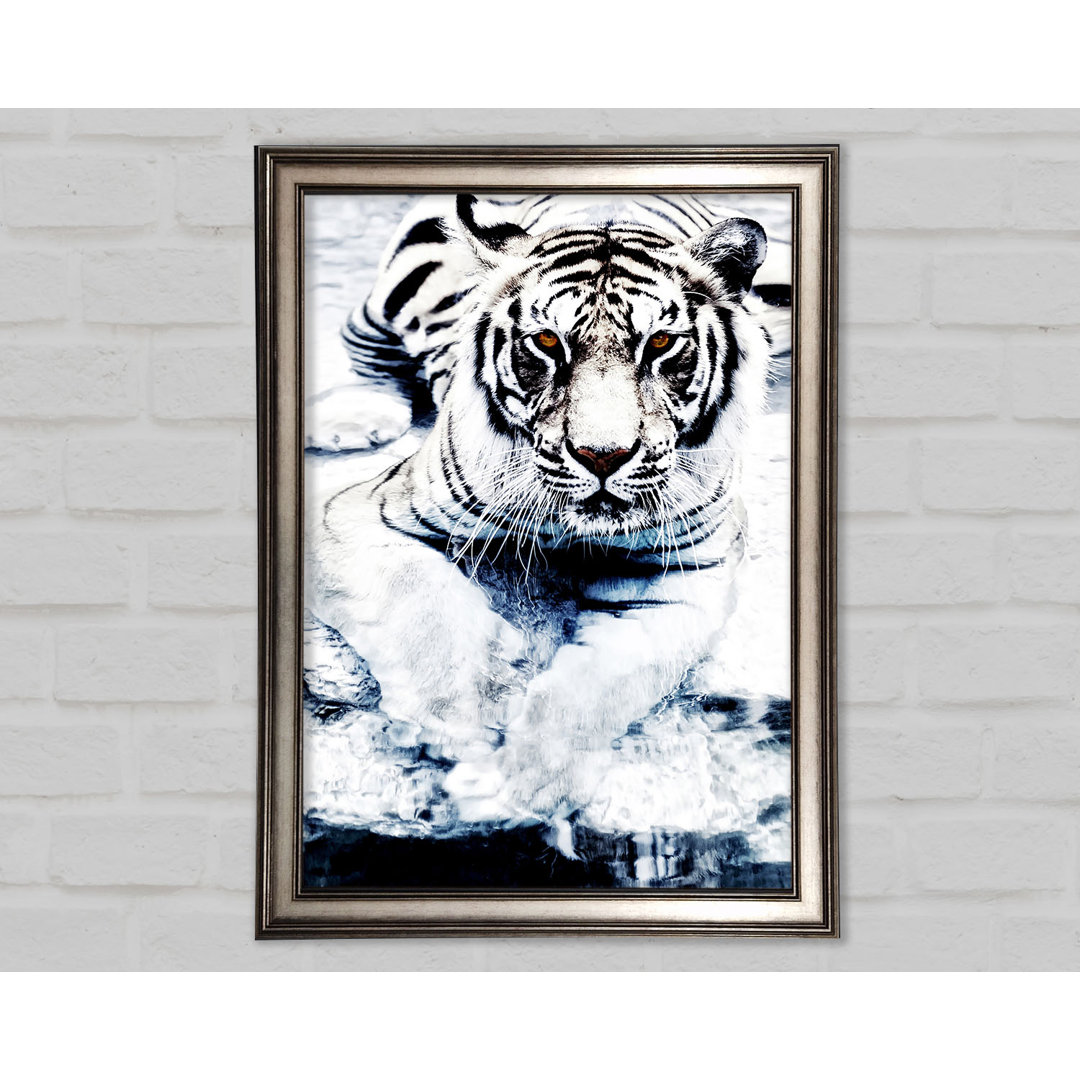 White Tiger Stare Gerahmter Druck