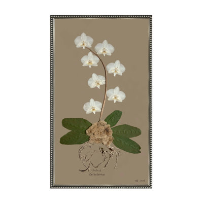 White Orchid On Brown Print by Sandy Whitaker
