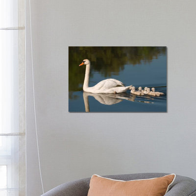 Mute Swan With Cygnets, Kensington Metropark, Milford, Michigan by Steve Gettle - Wrapped Canvas Print