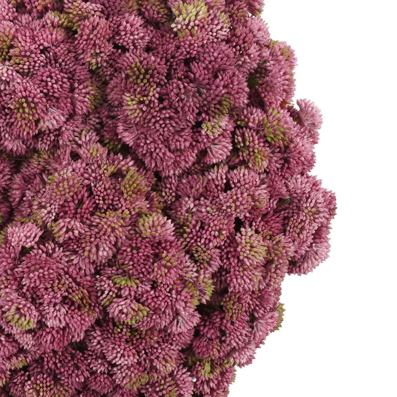 Sedum Arranged in a Stone Planter, Pink, 7" H x 11" W x 11" D