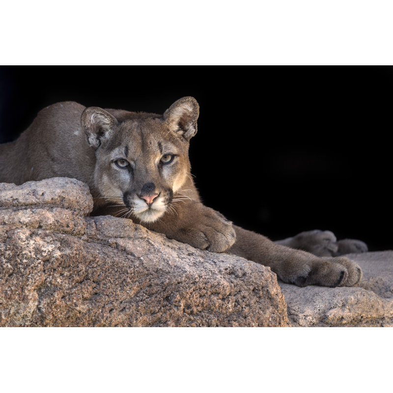 Mountain Lion - Wrapped Canvas Print, 51cm H x 76cm W x 3.8cm D