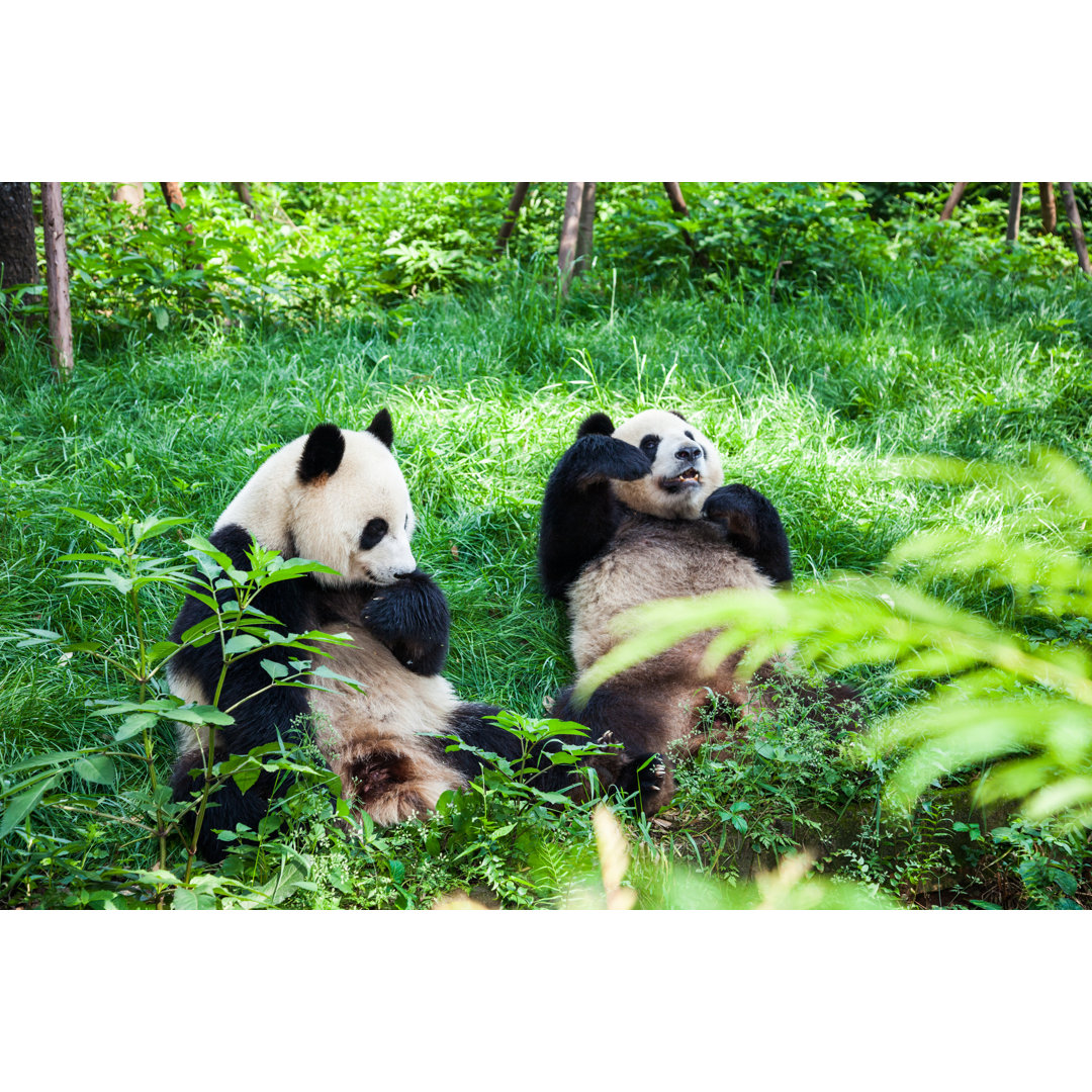 Zwei Große Pandas