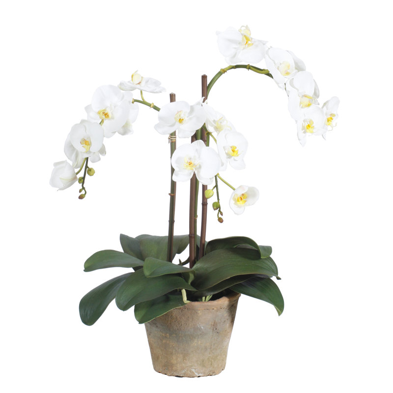 Arrangement floral phalaenopsis orchidées en pot, Blanc