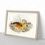 Eyton's Duck by Elizabeth Gould - Picture Frame Painting Print-55535848-55535849