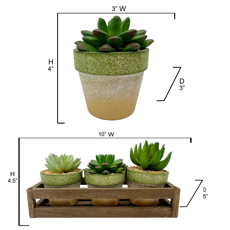 Ensemble de succulent agave 3 pièces dans un panier