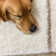 Rustem Shag Area Rug 