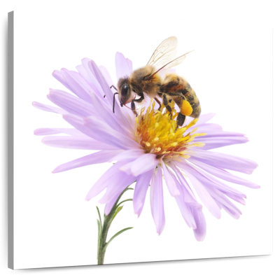 Crowle Honey Bee On A Flower