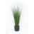 55'' Onion Grass Grass in Stone Pot