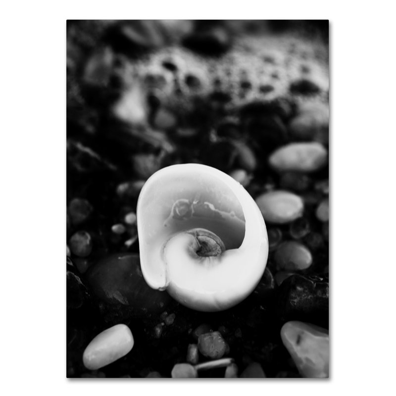 Glowing Beach Shell Photographic Print on Wrapped Canvas, 32" H x 24" W x 2" D