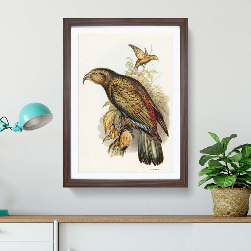 Kea Parrot by Elizabeth Gould - Picture Frame Graphic Art Print, Walnut Framed, 48cm H x 36cm W x 2cm D