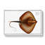 Stingray by M.E. Bloch - Wrapped Canvas-55318799