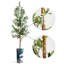 68 plantes-95099208