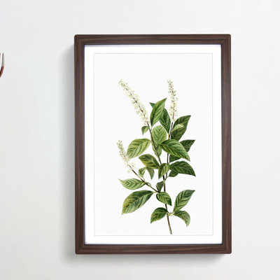 Virginia Sweetspire Flowers by Pierre-Joseph Redoute - Picture Frame Painting Print