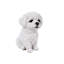 Statue chiot maltais