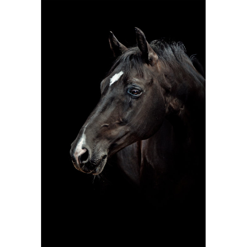 Black Horse Portrait by Pixalot - No Frame Art Prints on Canvas, 46cm H  x 30cm W