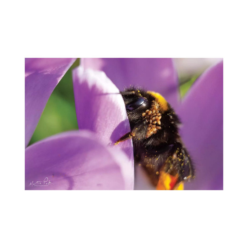 Bee II by Martin Podt - Wrapped Canvas Print, 20.32 cm H x 30.48 cm W